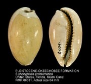 PLEISTOCENE-OKEECHOBEE FORMATION Siphocypraea problematica